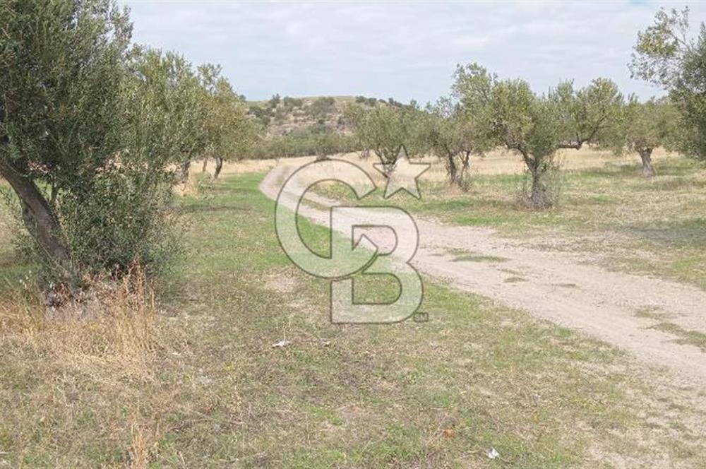 BABAKALE'NİN EŞSİZ DOĞASINDA SATILIK ARSALAR