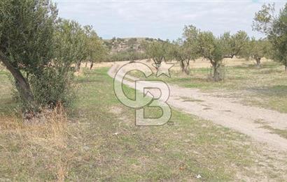 BABAKALE'NİN EŞSİZ DOĞASINDA SATILIK ARSALAR