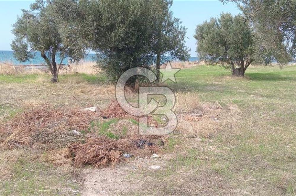BABAKALE'NİN EŞSİZ DOĞASINDA SATILIK ARSALAR