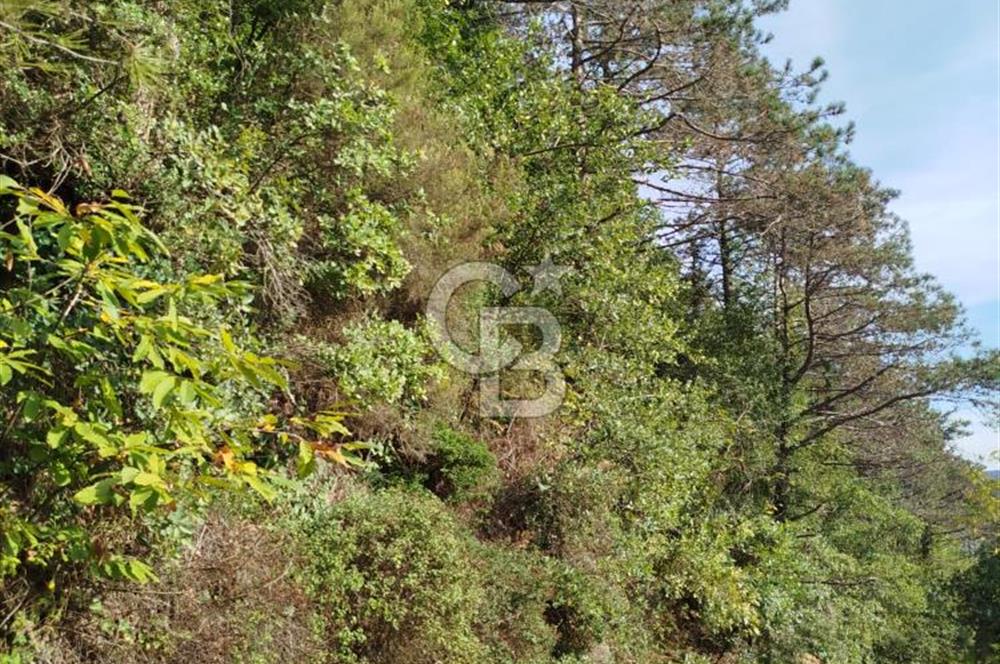 SARIYER 28.652 M2 BOĞAZ MANZARALI ARSAMIZ SATIŞA SUNULDU