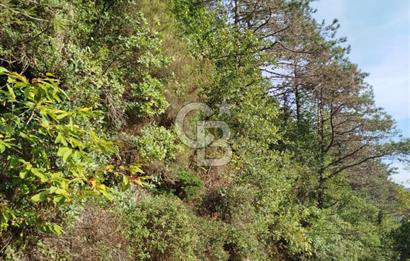 SARIYER 28.652 M2 BOĞAZ MANZARALI ARSAMIZ SATIŞA SUNULDU