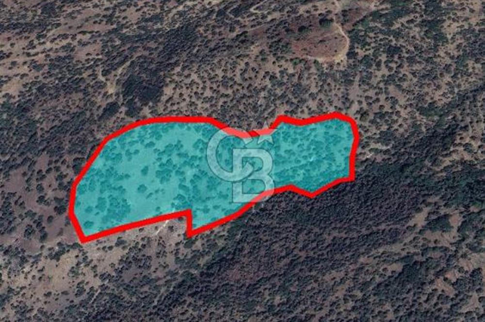 Aydın Söke Kaykıllıda Zeytinlik