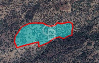 Aydın Söke Kaykıllıda Zeytinlik