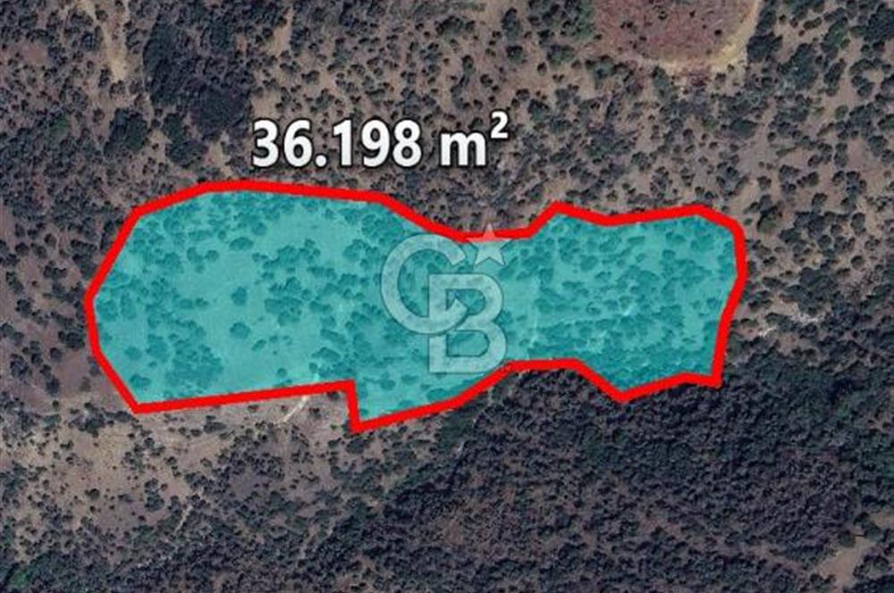 Aydın Söke Kaykıllıda Zeytinlik