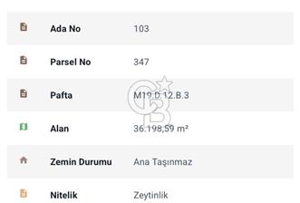 Aydın Söke Kaykıllıda Zeytinlik
