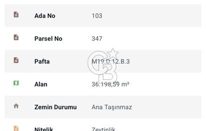 Aydın Söke Kaykıllıda Zeytinlik