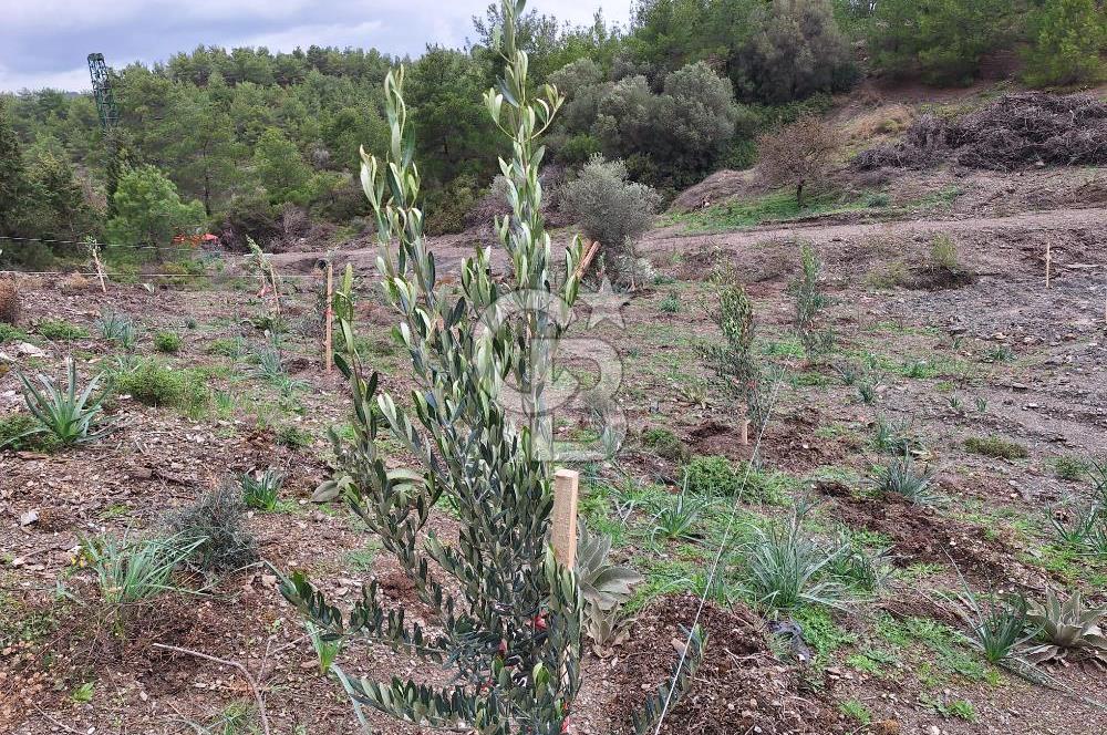 ORHANLI'DA 250m2 ARSA