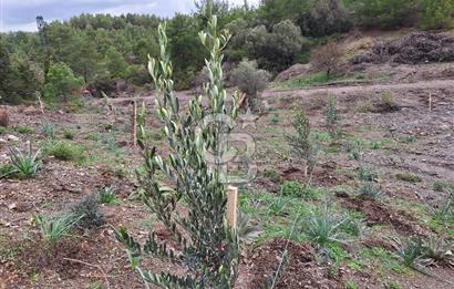 ORHANLI'DA 250m2 ARSA