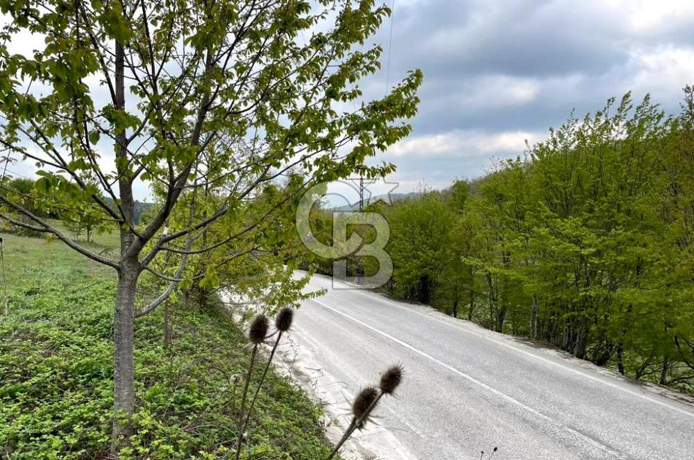 BURSA İZNİK CANDARLI KÖYÜNDE 3679 m2 SATILIK TARLA