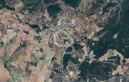 CB BLACK'TEN MUDANYA MESUDİYE'DE DENİZ MANZARALI ZEYTİNLİK