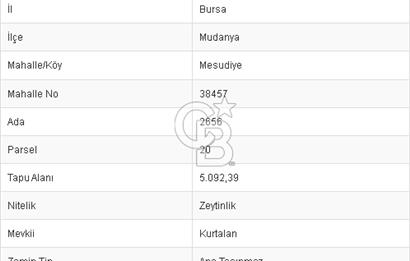 CB BLACK'TEN MUDANYA MESUDİYE'DE DENİZ MANZARALI ZEYTİNLİK