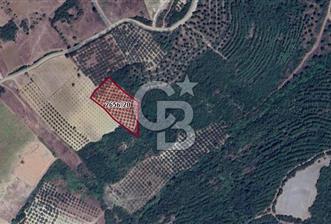 CB BLACK'TEN MUDANYA MESUDİYE'DE DENİZ MANZARALI ZEYTİNLİK