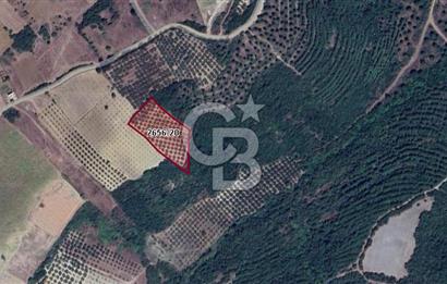 CB BLACK'TEN MUDANYA MESUDİYE'DE DENİZ MANZARALI ZEYTİNLİK