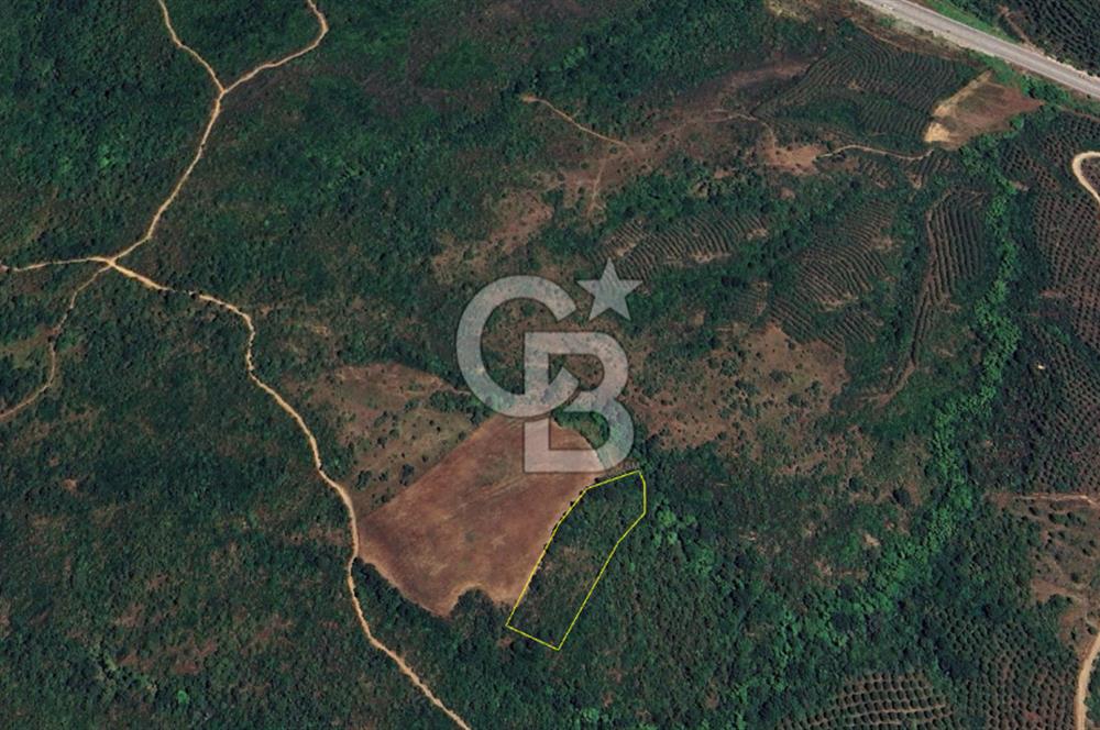  ÇANAKKALE LAPSEKİ DİŞBUDAK’TA 6626 m2 SATILIK TARLA