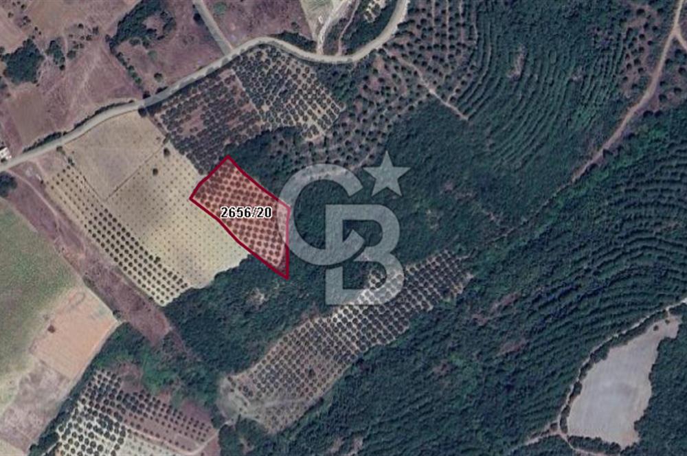 CB BLACK'TEN MUDANYA MESUDİYE'DE DENİZ MANZARALI ZEYTİNLİK