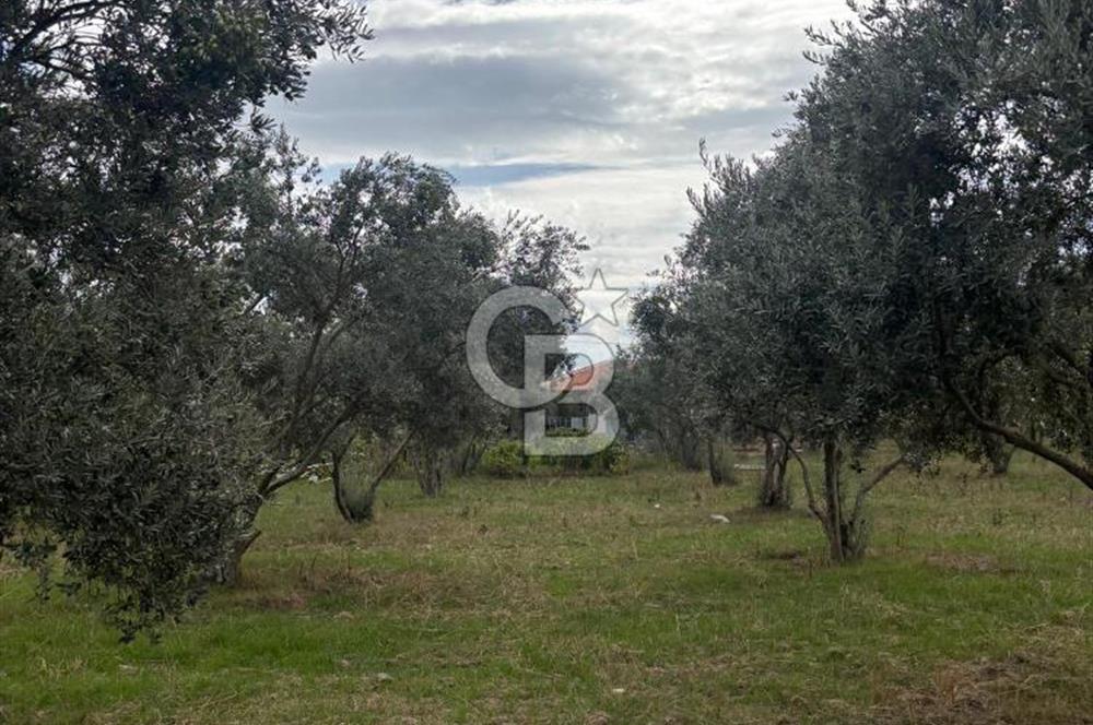 Muğla Yatağan Yeniköy Mahallesinde Zeytin Ağaçlarıyla Çevrili, 2+1 Evi Bulunan 11.496 M² Tarla
