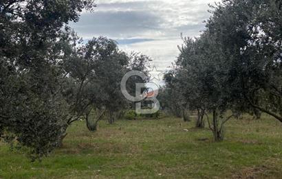 Muğla Yatağan Yeniköy Mahallesinde Zeytin Ağaçlarıyla Çevrili, 2+1 Evi Bulunan 11.496 M² Tarla