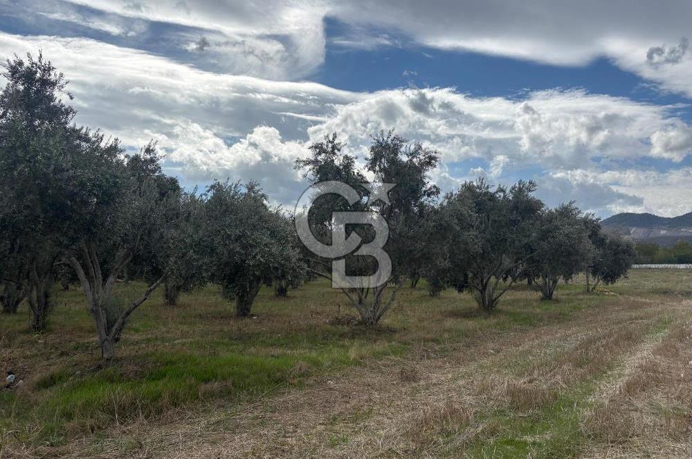 Muğla Yatağan Yeniköy Mahallesinde Zeytin Ağaçlarıyla Çevrili, 2+1 Evi Bulunan 11.496 M² Tarla