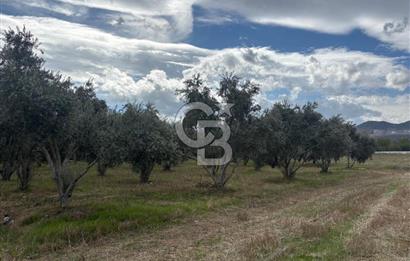 Muğla Yatağan Yeniköy Mahallesinde Zeytin Ağaçlarıyla Çevrili, 2+1 Evi Bulunan 11.496 M² Tarla