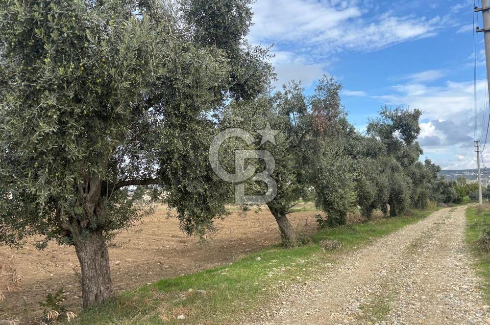 Muğla Yatağan Yeniköy Mahallesinde Zeytin Ağaçlarıyla Çevrili, 2+1 Evi Bulunan 11.496 M² Tarla