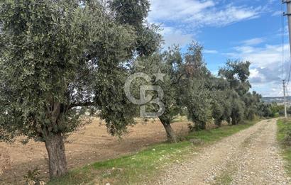 Muğla Yatağan Yeniköy Mahallesinde Zeytin Ağaçlarıyla Çevrili, 2+1 Evi Bulunan 11.496 M² Tarla
