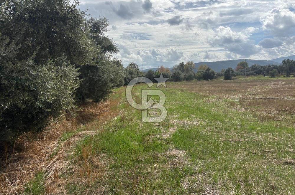 Muğla Yatağan Yeniköy Mahallesinde Zeytin Ağaçlarıyla Çevrili, 2+1 Evi Bulunan 11.496 M² Tarla