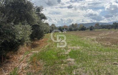 Muğla Yatağan Yeniköy Mahallesinde Zeytin Ağaçlarıyla Çevrili, 2+1 Evi Bulunan 11.496 M² Tarla
