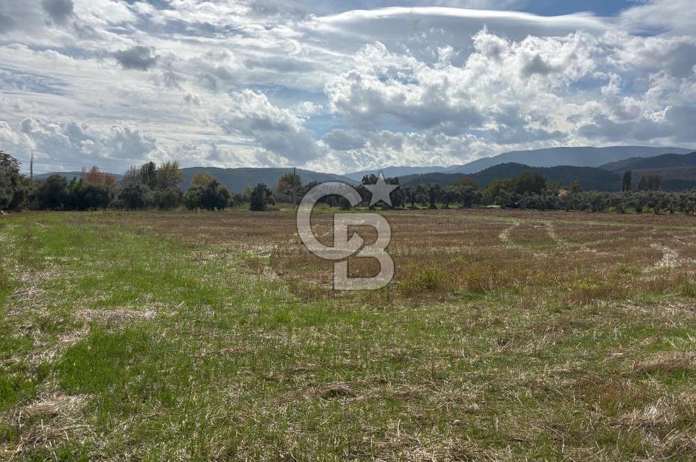 Muğla Yatağan Yeniköy Mahallesinde Zeytin Ağaçlarıyla Çevrili, 2+1 Evi Bulunan 11.496 M² Tarla