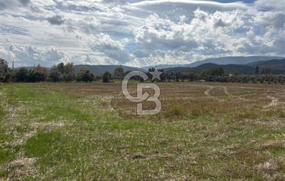 Muğla Yatağan Yeniköy Mahallesinde Zeytin Ağaçlarıyla Çevrili, 2+1 Evi Bulunan 11.496 M² Tarla