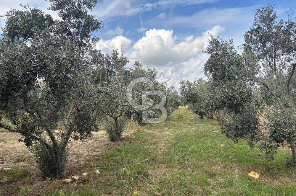 Muğla Yatağan Yeniköy Mahallesinde Zeytin Ağaçlarıyla Çevrili, 2+1 Evi Bulunan 11.496 M² Tarla