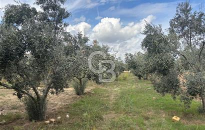 Muğla Yatağan Yeniköy Mahallesinde Zeytin Ağaçlarıyla Çevrili, 2+1 Evi Bulunan 11.496 M² Tarla