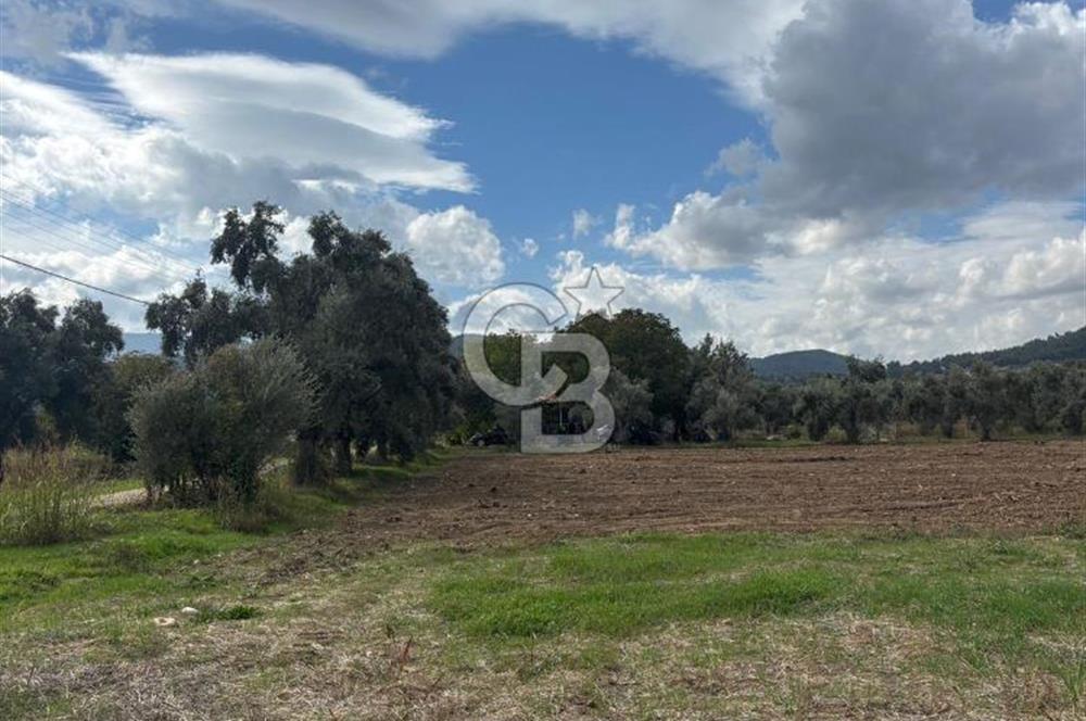 Muğla Yatağan Yeniköy Mahallesinde Zeytin Ağaçlarıyla Çevrili, 2+1 Evi Bulunan 11.496 M² Tarla