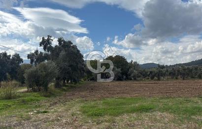 Muğla Yatağan Yeniköy Mahallesinde Zeytin Ağaçlarıyla Çevrili, 2+1 Evi Bulunan 11.496 M² Tarla