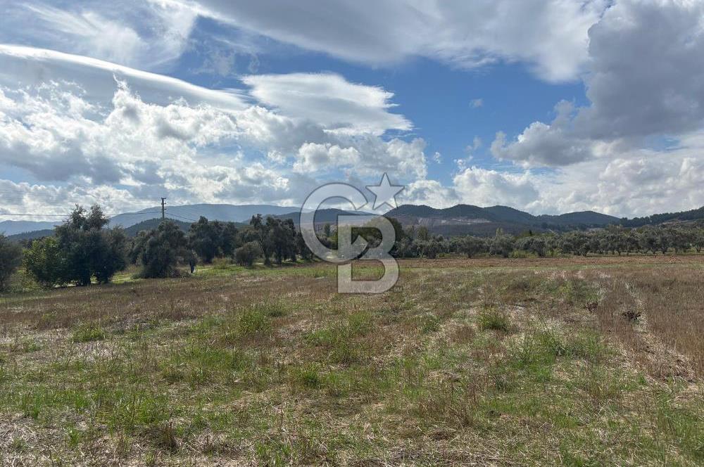 Muğla Yatağan Yeniköy Mahallesinde Zeytin Ağaçlarıyla Çevrili, 2+1 Evi Bulunan 11.496 M² Tarla