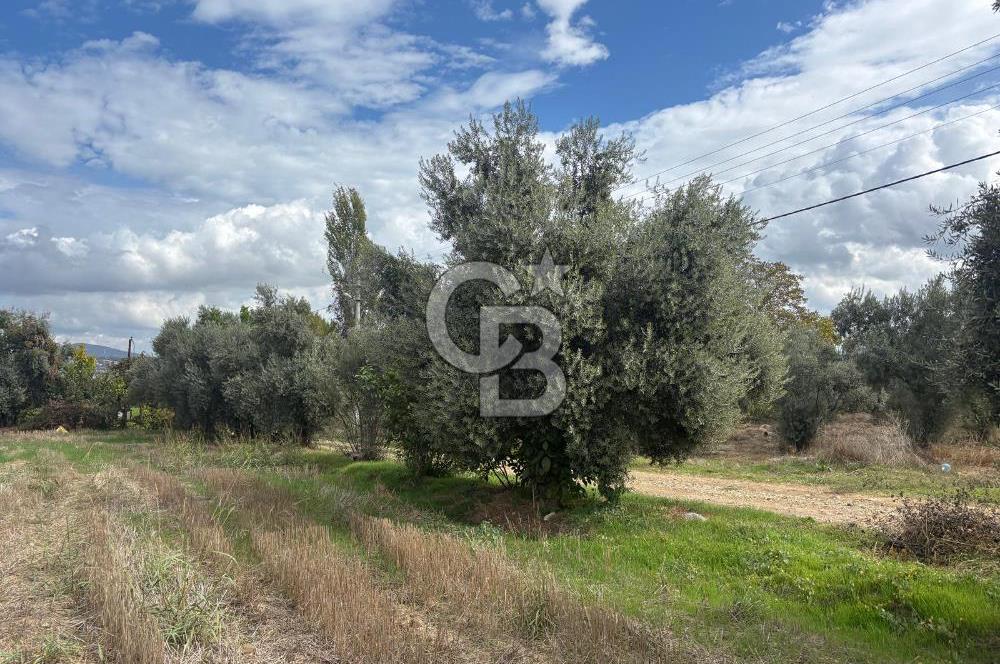 Muğla Yatağan Yeniköy Mahallesinde Zeytin Ağaçlarıyla Çevrili, 2+1 Evi Bulunan 11.496 M² Tarla