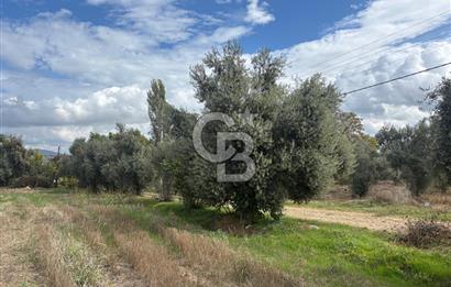 Muğla Yatağan Yeniköy Mahallesinde Zeytin Ağaçlarıyla Çevrili, 2+1 Evi Bulunan 11.496 M² Tarla