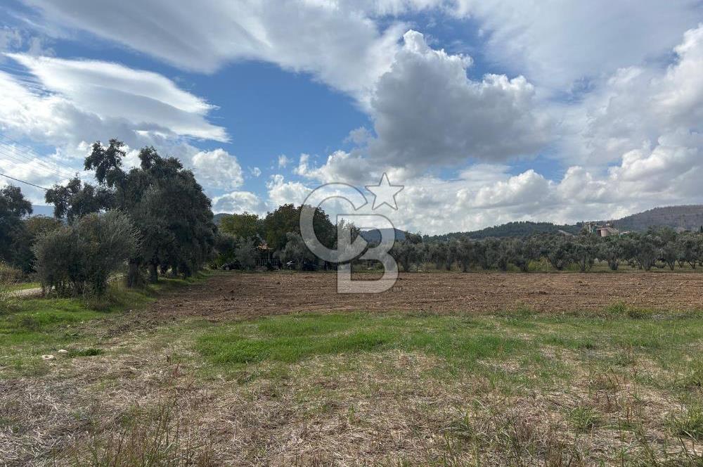 Muğla Yatağan Yeniköy Mahallesinde Zeytin Ağaçlarıyla Çevrili, 2+1 Evi Bulunan 11.496 M² Tarla
