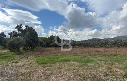 Muğla Yatağan Yeniköy Mahallesinde Zeytin Ağaçlarıyla Çevrili, 2+1 Evi Bulunan 11.496 M² Tarla