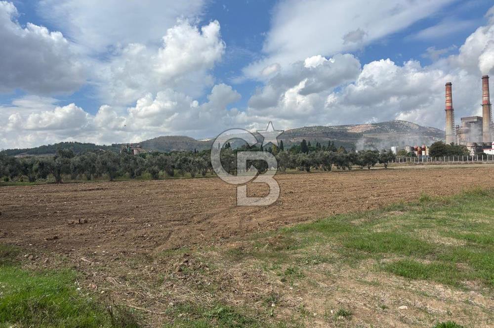 Muğla Yatağan Yeniköy Mahallesinde Zeytin Ağaçlarıyla Çevrili, 2+1 Evi Bulunan 11.496 M² Tarla
