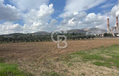 Muğla Yatağan Yeniköy Mahallesinde Zeytin Ağaçlarıyla Çevrili, 2+1 Evi Bulunan 11.496 M² Tarla