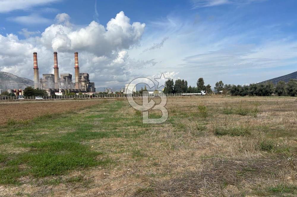 Muğla Yatağan Yeniköy Mahallesinde Zeytin Ağaçlarıyla Çevrili, 2+1 Evi Bulunan 11.496 M² Tarla