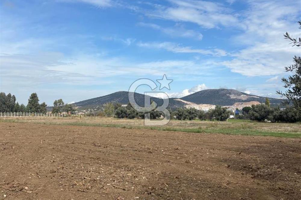 Muğla Yatağan Yeniköy Mahallesinde Zeytin Ağaçlarıyla Çevrili, 2+1 Evi Bulunan 11.496 M² Tarla