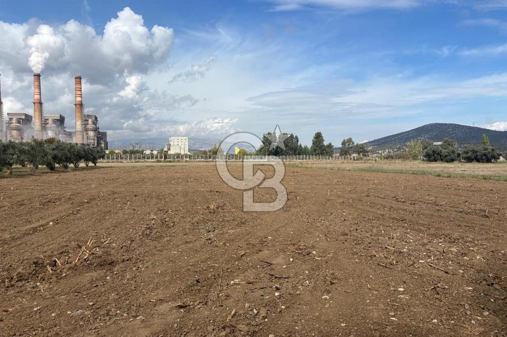 Muğla Yatağan Yeniköy Mahallesinde Zeytin Ağaçlarıyla Çevrili, 2+1 Evi Bulunan 11.496 M² Tarla