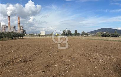 Muğla Yatağan Yeniköy Mahallesinde Zeytin Ağaçlarıyla Çevrili, 2+1 Evi Bulunan 11.496 M² Tarla