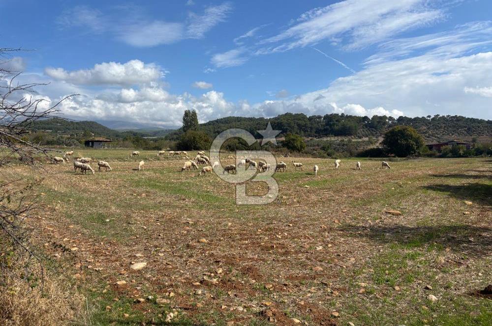 Muğla Yatağan Akgedik Mahallesinde 7.265 M² Doğayla İç İçe, Ana Yola Yakın Tarla