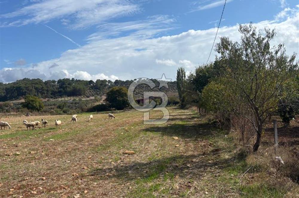Muğla Yatağan Akgedik Mahallesinde 7.265 M² Doğayla İç İçe, Ana Yola Yakın Tarla