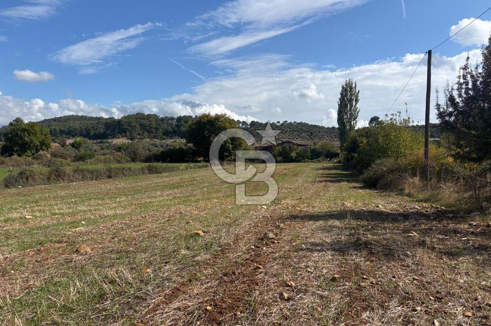Muğla Yatağan Akgedik Mahallesinde 7.265 M² Doğayla İç İçe, Ana Yola Yakın Tarla