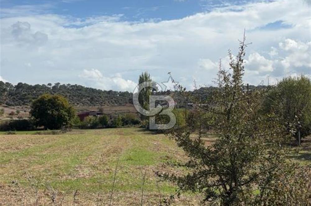 Muğla Yatağan Akgedik Mahallesinde 7.265 M² Doğayla İç İçe, Ana Yola Yakın Tarla