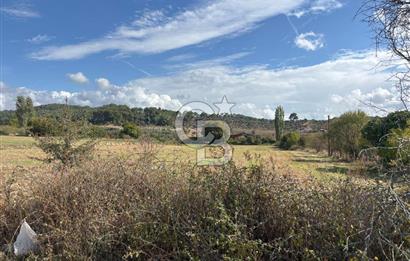Muğla Yatağan Akgedik Mahallesinde 7.265 M² Doğayla İç İçe, Ana Yola Yakın Tarla