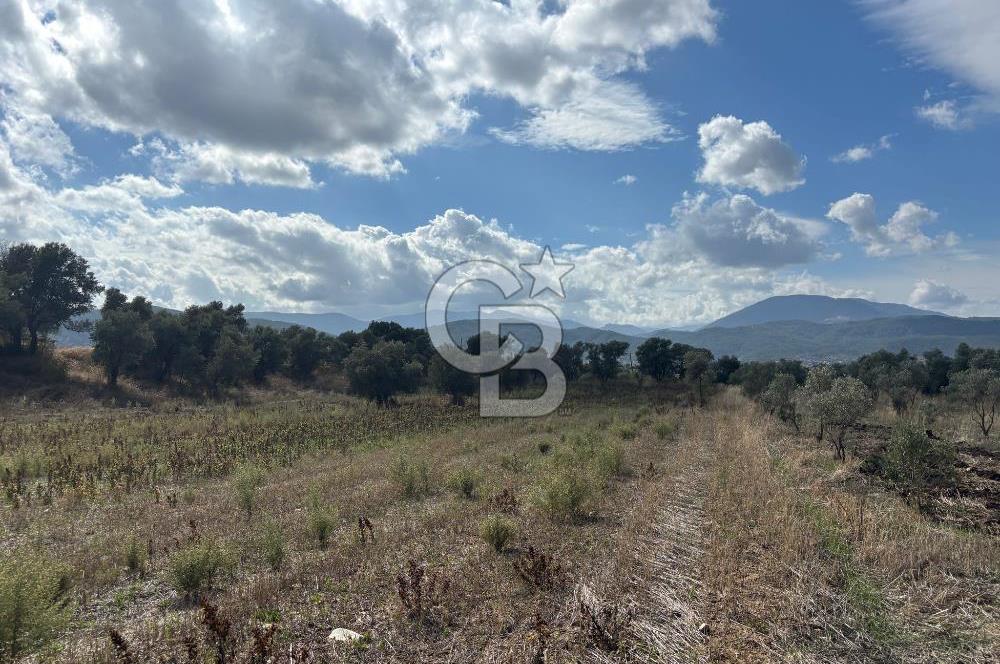 Muğla Yatağan Bozarmut Mahallesinde 4.900 m² Satılık Tarla 